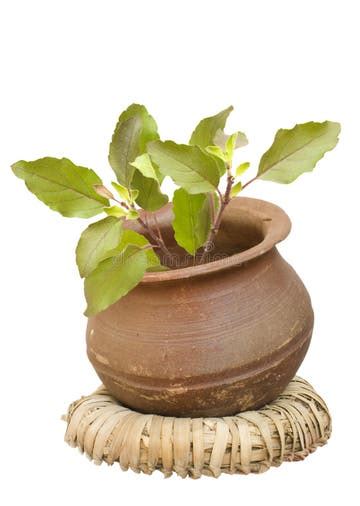 15 Kerala Thulasi Stock Photos, Images & Pictures .